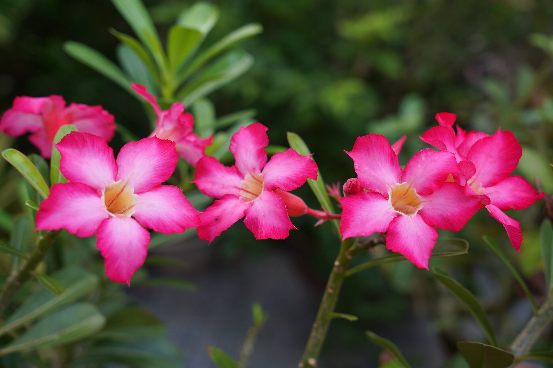 Desert rose
